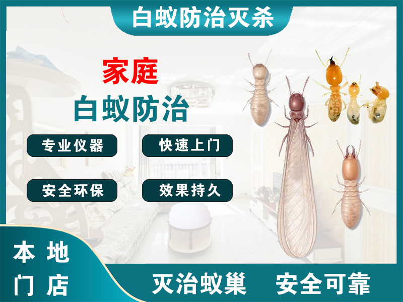 泰顺家庭白蚁防治