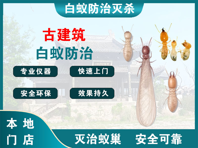 泰顺古建筑白蚁防治