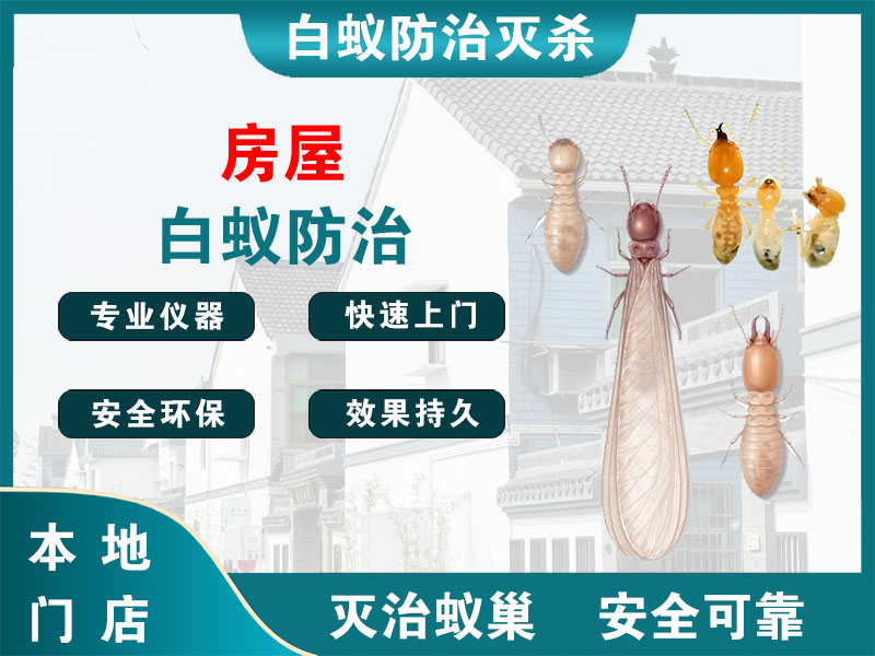 泰顺房屋白蚁防治